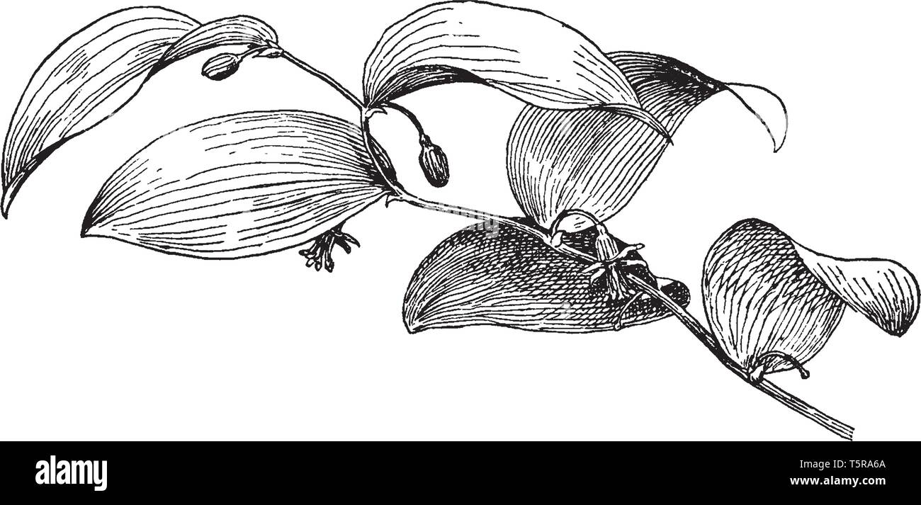 Spargel asparagoides ist als smilax von Floristen bekannt. Es ist klein, die Kriechen Anlage mit Drahtigen Stielen, vintage Strichzeichnung oder Gravur Abbildung. Stock Vektor