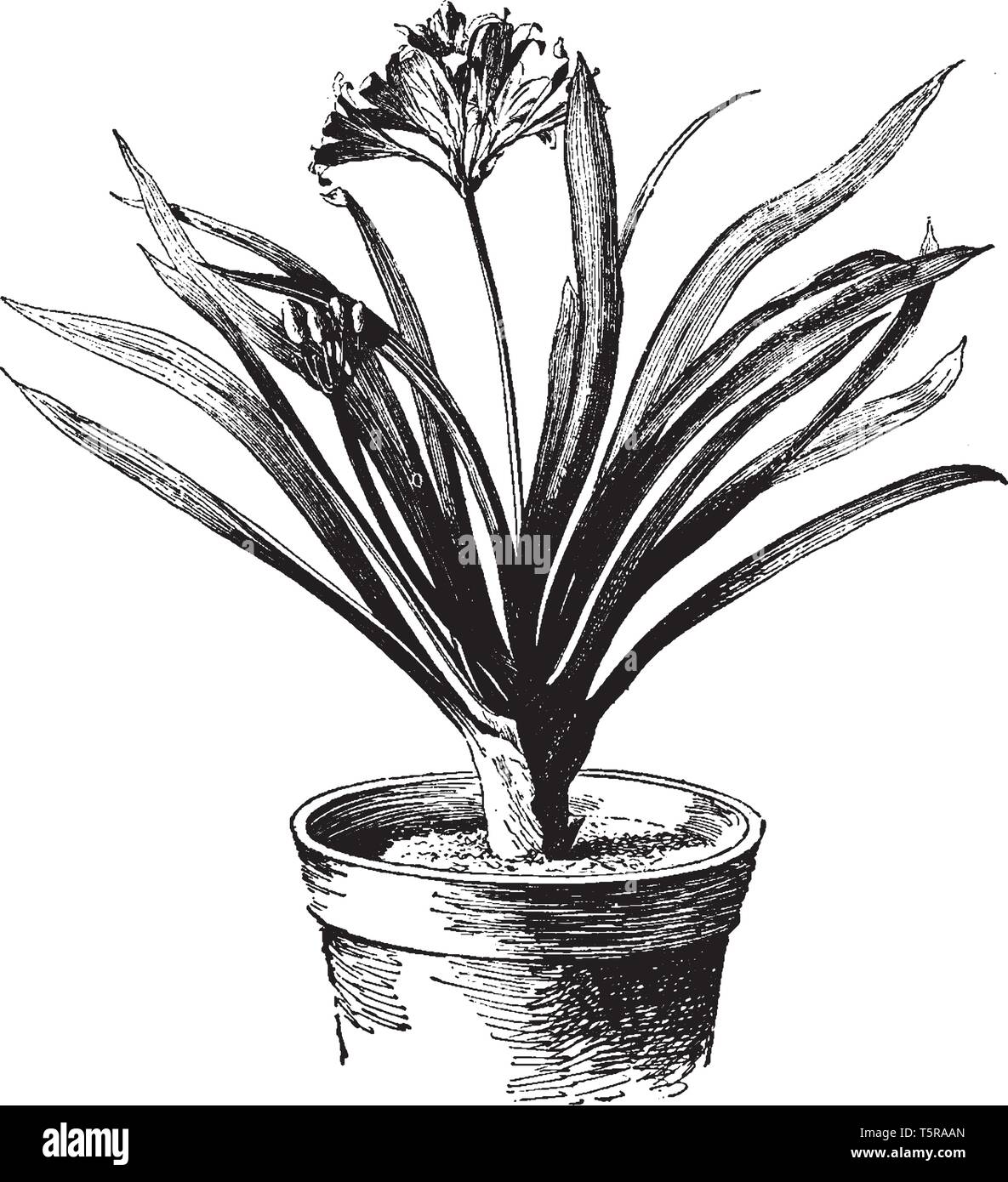 Clivia miniata ist ein Büschel bildende Staude Blume Pflanze mit dunkelgrünen, Gurt-förmigen Blätter, die von einem Fleischigen U-Schaft ergeben, vintage Line Stock Vektor