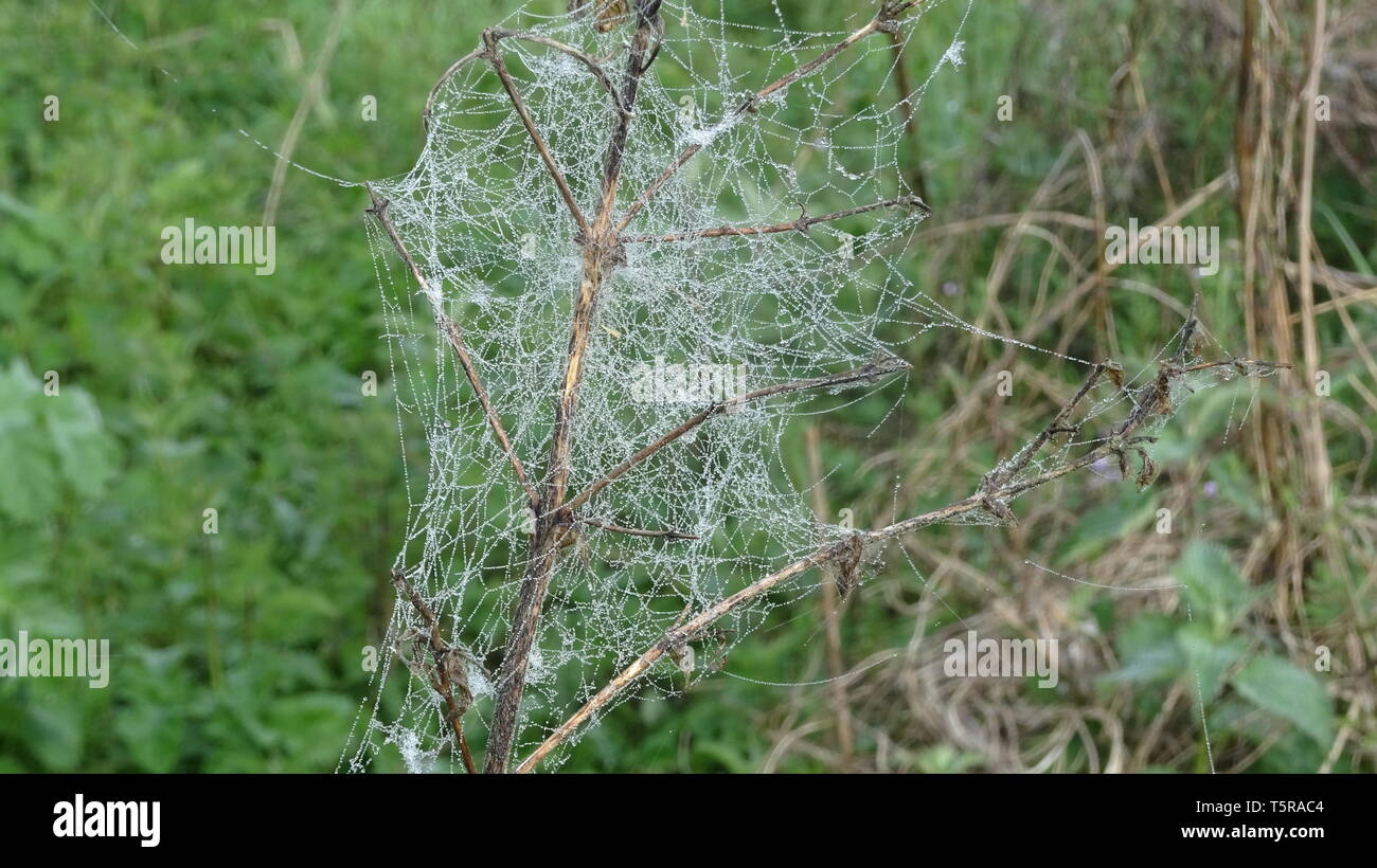Spinnen Web-sites mit Tau im Frühjahr. In Bristol GROSSBRITANNIEN Stockfoto