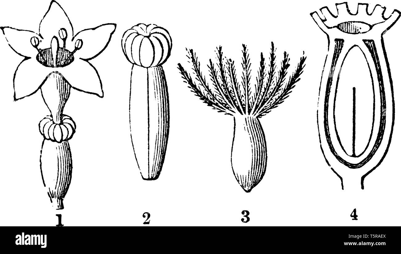 Ein Bild mit verschiedenen Teilen und Abschnitt der Baldrian Blume auch bekannt als Valeriana Celtica, vintage Strichzeichnung oder Gravur Abbildung. Stock Vektor