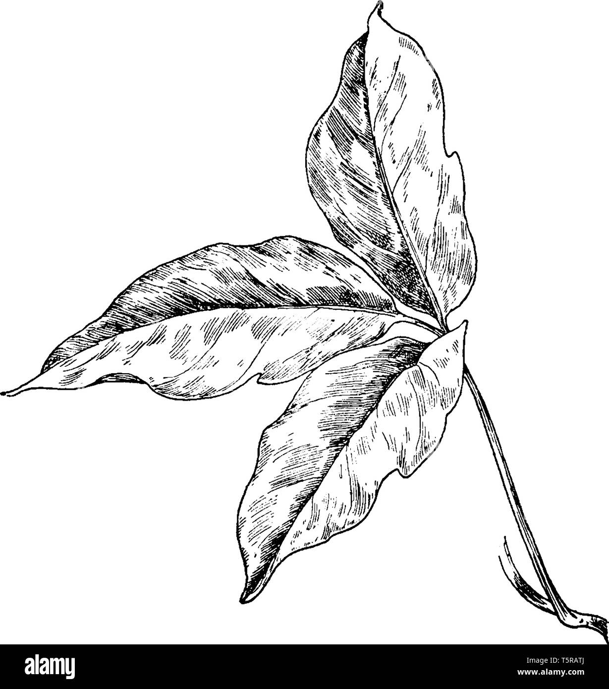Poison Ivy Werk sind, ist es wächst wie ein Weinstock oder Strauch. Er wächst in offenen Feldern, Wäldern und am Straßenrand, vintage Strichzeichnung oder Gravur il Stock Vektor