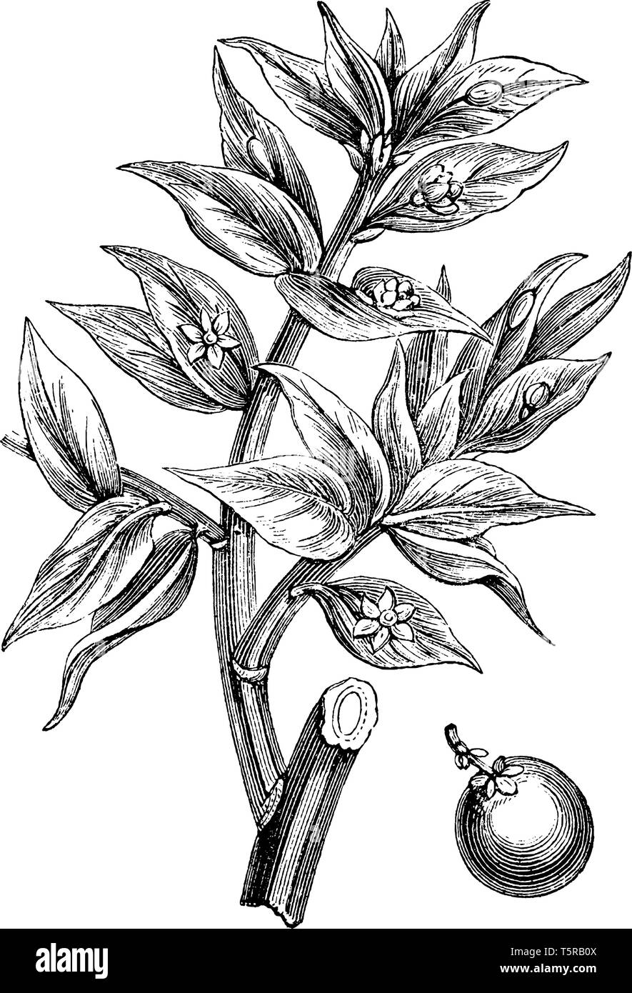 Ruscus blatt SchwarzweißStockfotos und bilder Alamy