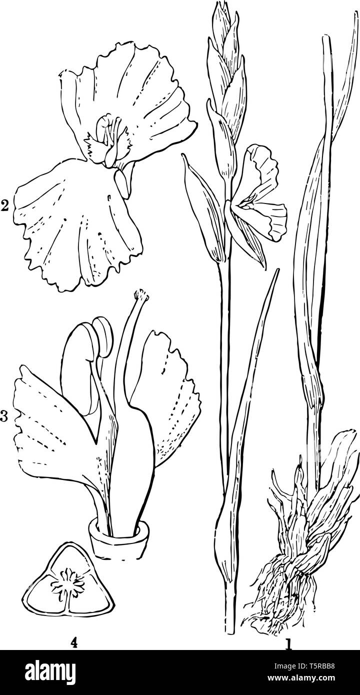 Hetaeria ist eine Gattung von Blütenpflanzen in der Familie der Orchideen, Orchidaceae. 1: Hetaeria Pygmaea, 2: Blüte, 3: fruchtbaren Staubblatt & zwei seitliche Steril, 4 Stock Vektor