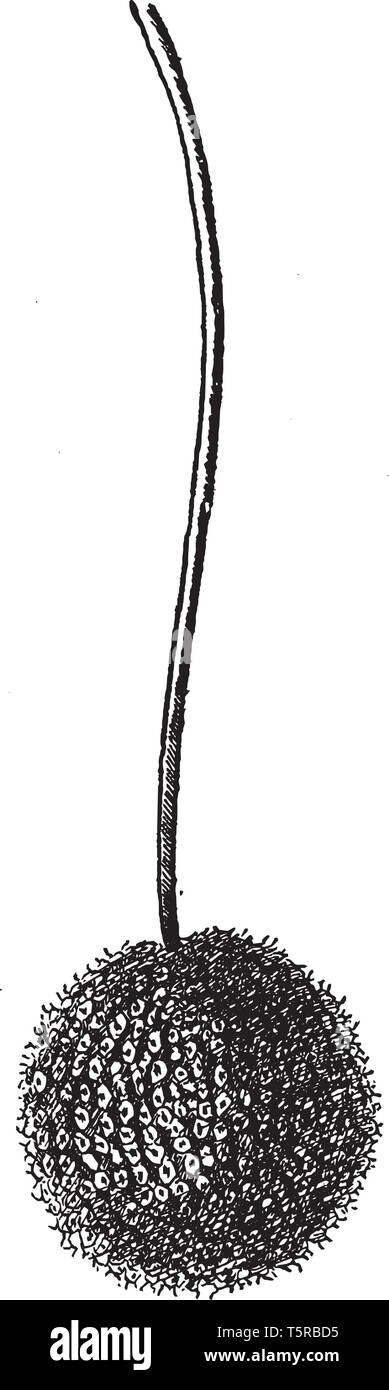 Ein Bild, auf dem die Früchte der Platane, die auch als Platanus occidentalis bezeichnet, vintage Strichzeichnung oder Gravur Abbildung. Stock Vektor