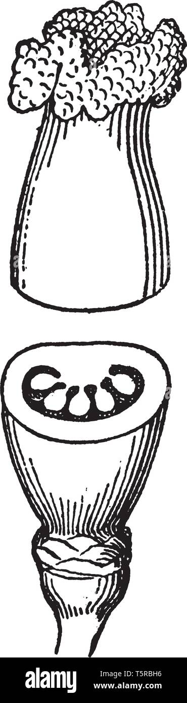 Die griffel von Podophyllum blühende Pflanze, und das mit einem Schnitt
