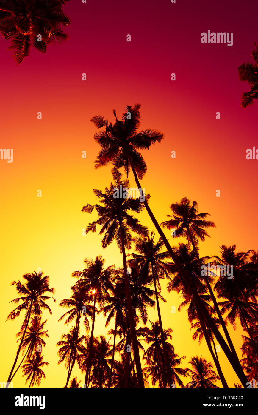 Hohe Kokospalmen tropischen Palmen Silhouette in der warmen lebendigen Sommer Sonnenuntergang Stockfoto