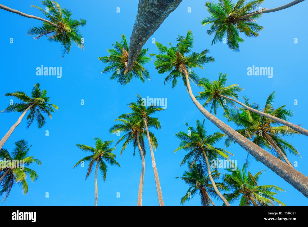 Palmen über blauen Himmel, perspektivische Ansicht vom Boden bis zum grünen Palmen Kronen Stockfoto
