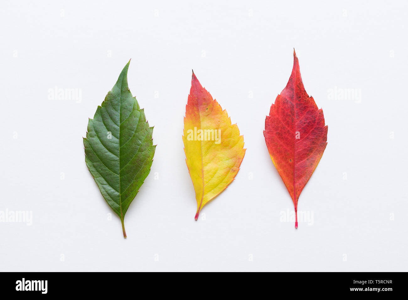 Herbst treibt bunte Regenbogen Farbverlauf von grün nach rot Sommer Herbst Saison ändern Konzept Stockfoto