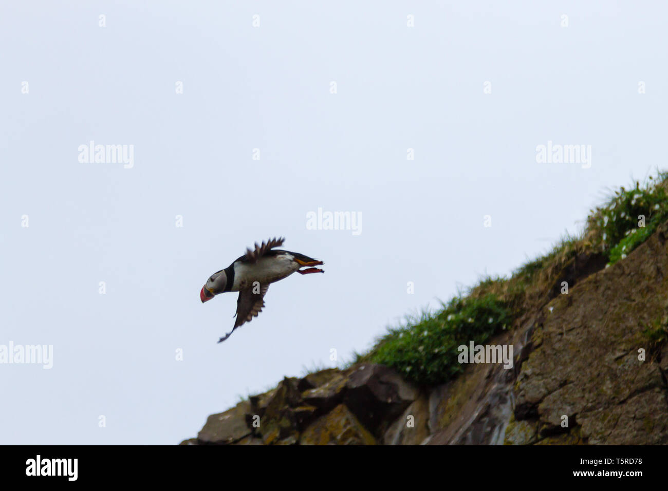 Papageitaucher aus borgarfjordur Fjord, Osten Island. Island Wildlife. Gemeinsame Papageitaucher. Fratercula arctica Stockfoto