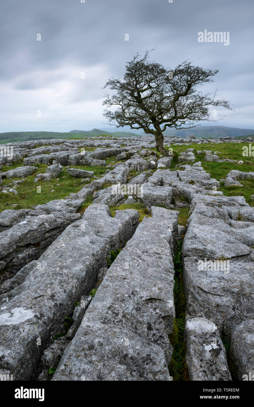 Ein einsamer Hawthorn Baum auf Kalkstein Fahrbahn in Winskill Steine Nature Reserve in den Yorkshire Dales. Stockfoto