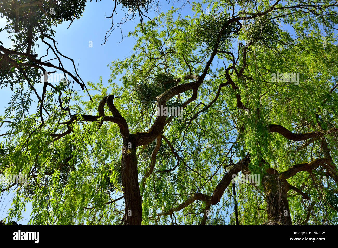 Mistel (Viscum album) die wachsende im Host Baum Stockfoto