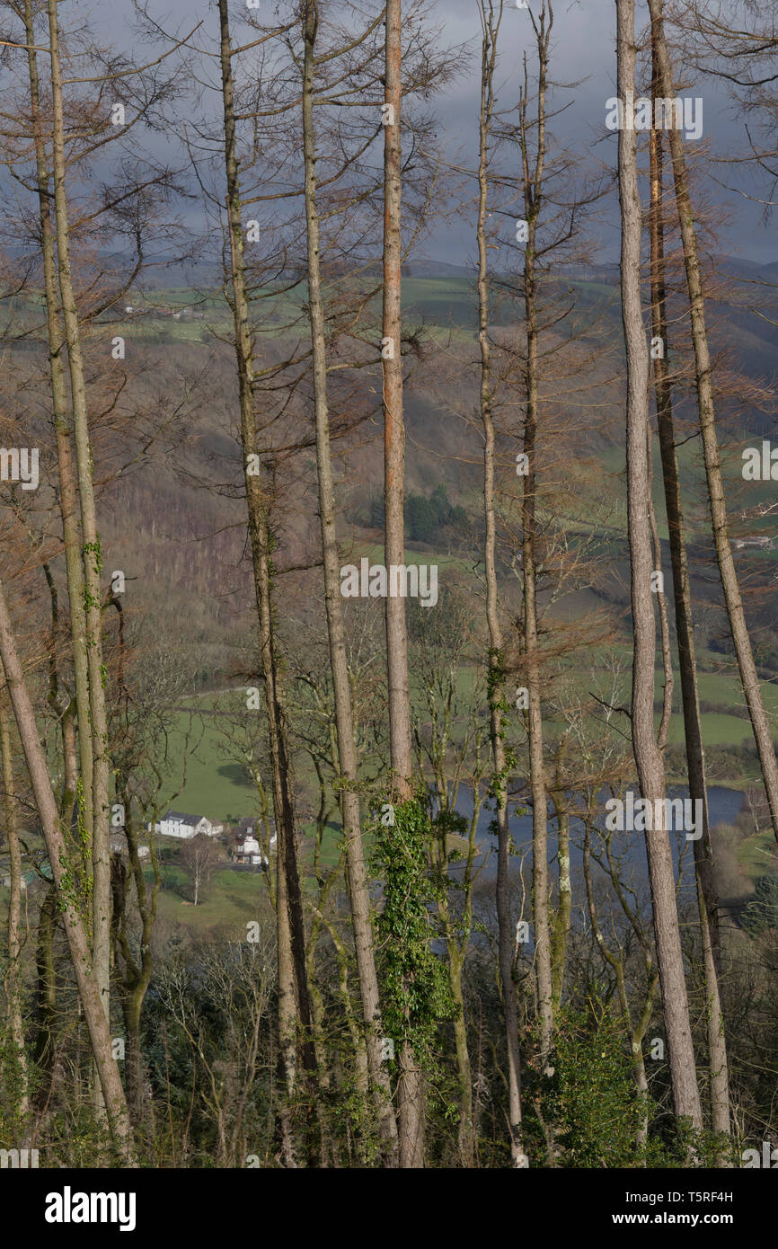 Die Aberffrwd Schmetterling Heiligtum, Ceredigion, Wales, Großbritannien Stockfoto