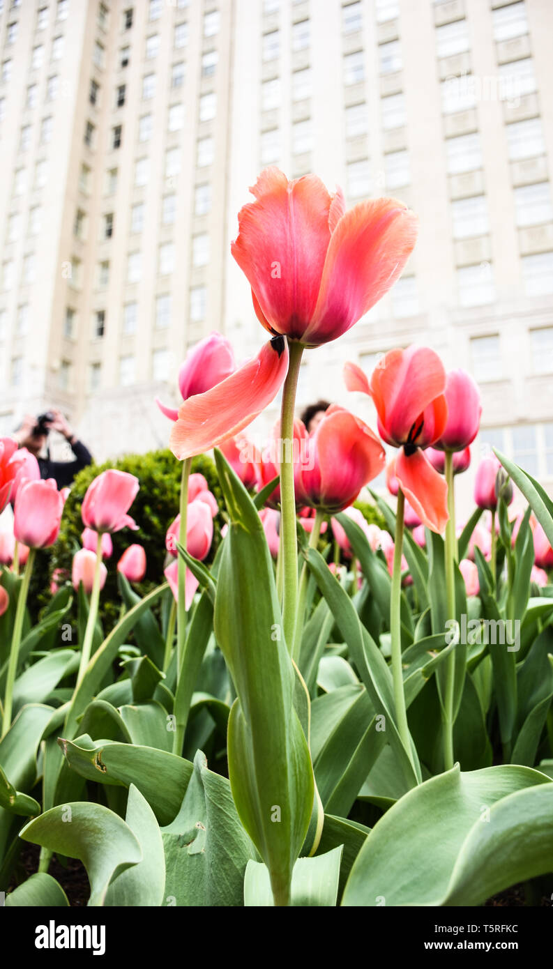 Leuchtend rosa, orange, rose Frühling Tulpen gegen bewölkten Himmel in der Stadt im frühen Frühling, bokeh Effect, verschwommene Vordergrund, städtische Schönheit, gebrochene Blütenblatt Stockfoto