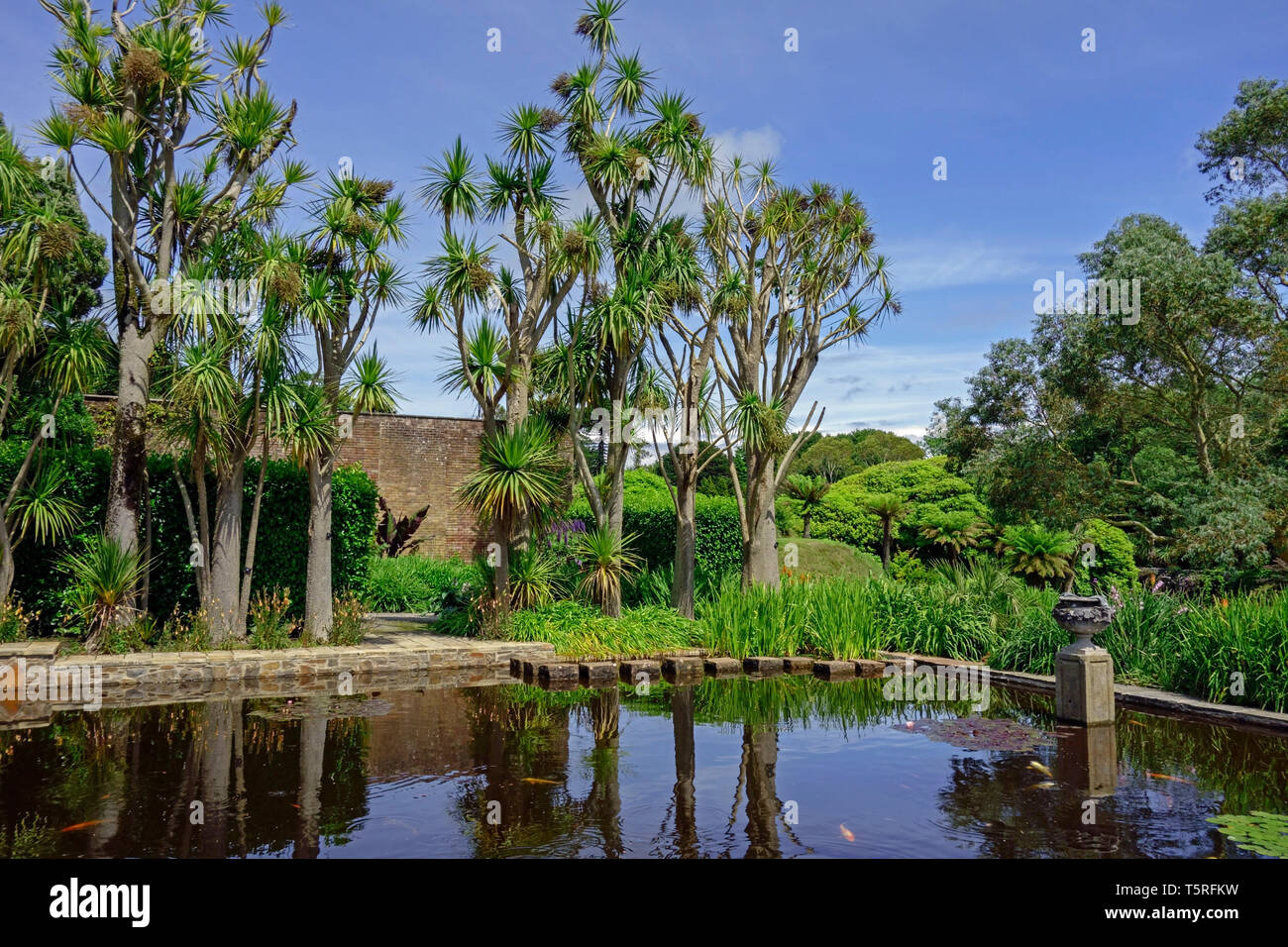 Trachycarpus Palmen und Gartenteich im Logan Botanic Garden in Wigtownshire Dumfries und Galloway-Schottland Stockfoto