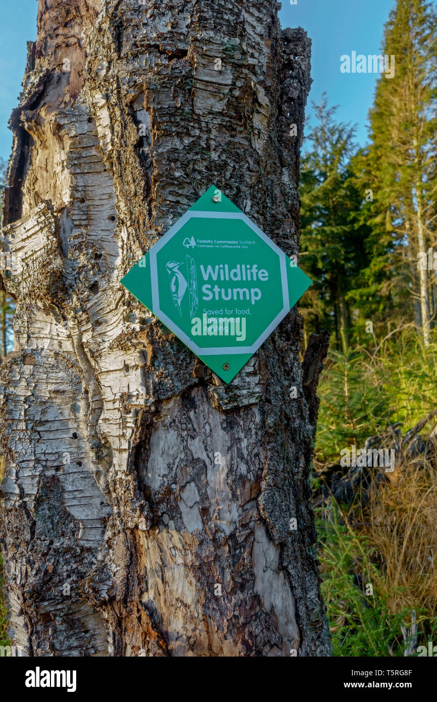 Ein Wildlife stumpf Zeichen auf einem toten Baum in Schottland. Anstatt nach unten geschnitten wird, hat der Baum für Nahrung, Unterkunft und Verschachtelung gespeichert wurde. Stockfoto