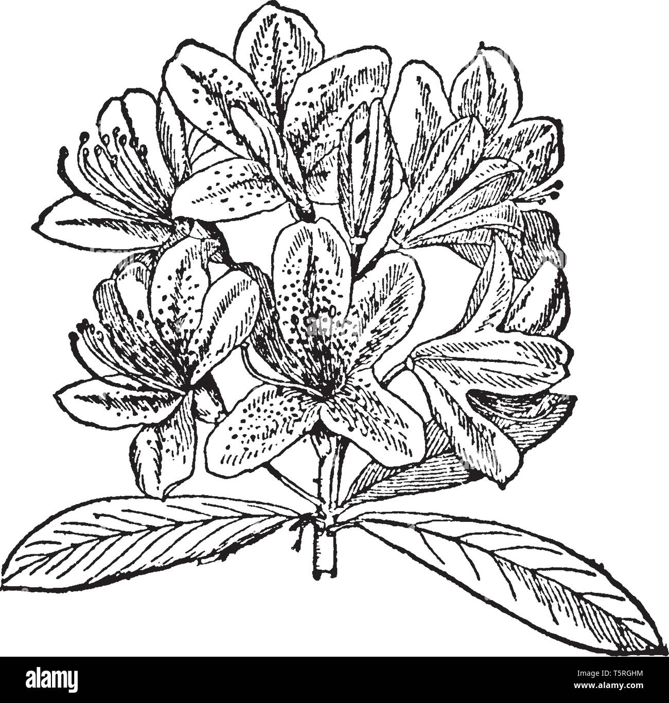 Diese Bilder zeigen eine rhododendeon. Die einzelnen Blätter separat wächst. Die Blume wächst in Bündel. Die Cluster sind in verschiedenen Farben. Dies ist von Er Stock Vektor