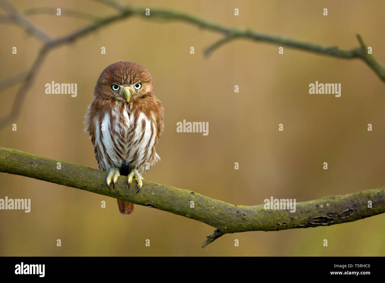 Waldohreule (Asio otus), auch das nördliche Waldohreule genannt, ist eine Pflanzenart aus der Gattung der Eule, die Rassen in Europa, Asien und Nordamerika. Stockfoto
