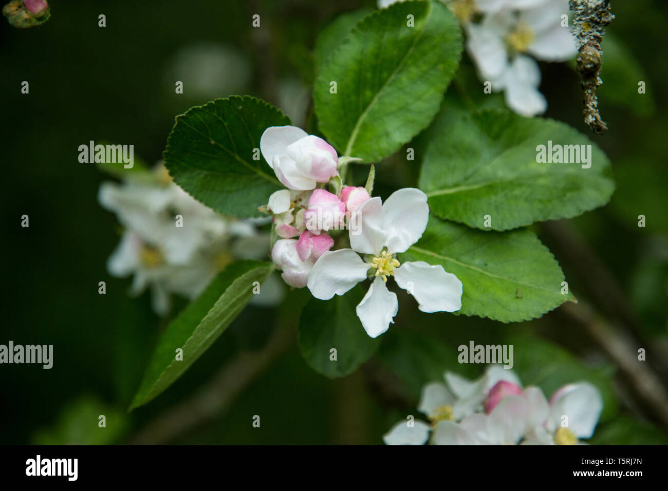 Apple Blossom close up, öffnen Blüten der Apfelblüte mit dem Grünen hinterlässt auf einem Apple Tree in einem englischen Orchard Stockfoto