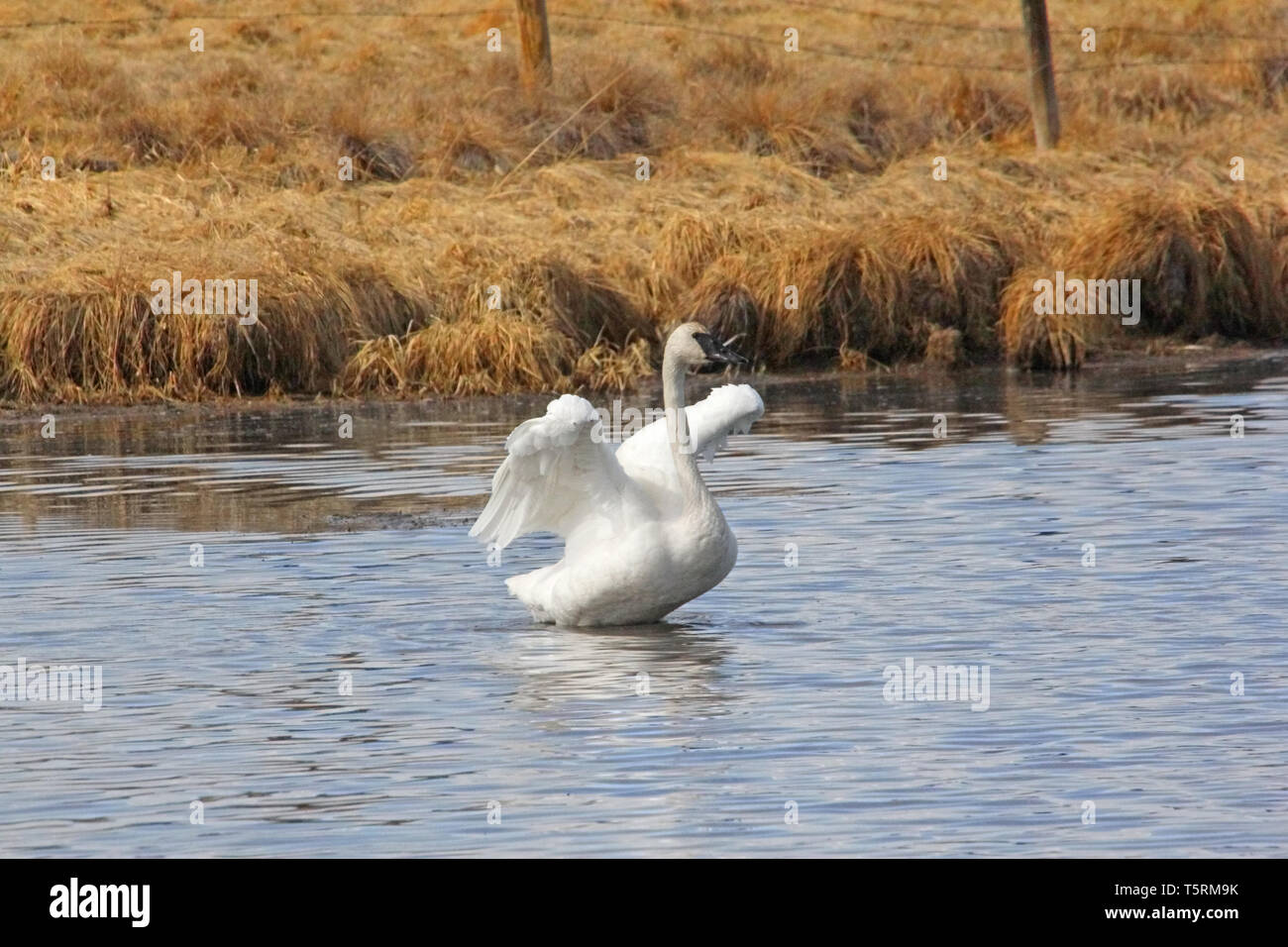 Trumpeter Swans (Cygnus buccinato) kehren Sie zum Grande Prairie Region von Alberta, und stoppen Sie bei Teichen des südlichen Alberta auf ihrem Migration Stockfoto