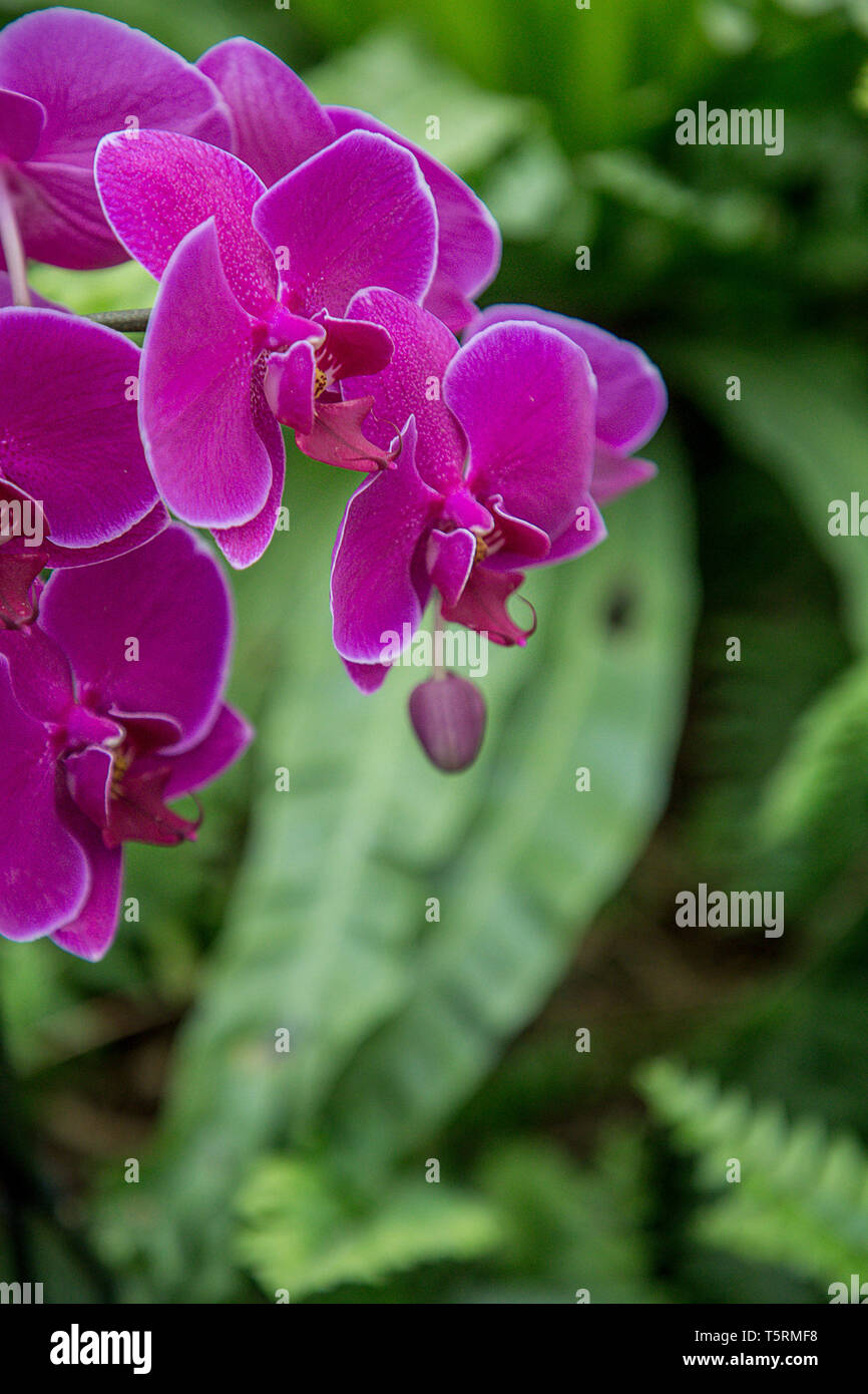 Nahaufnahme von lila Orchideen, Phalaenopsis hybride Aphrodite im tropischen Garten Stockfoto