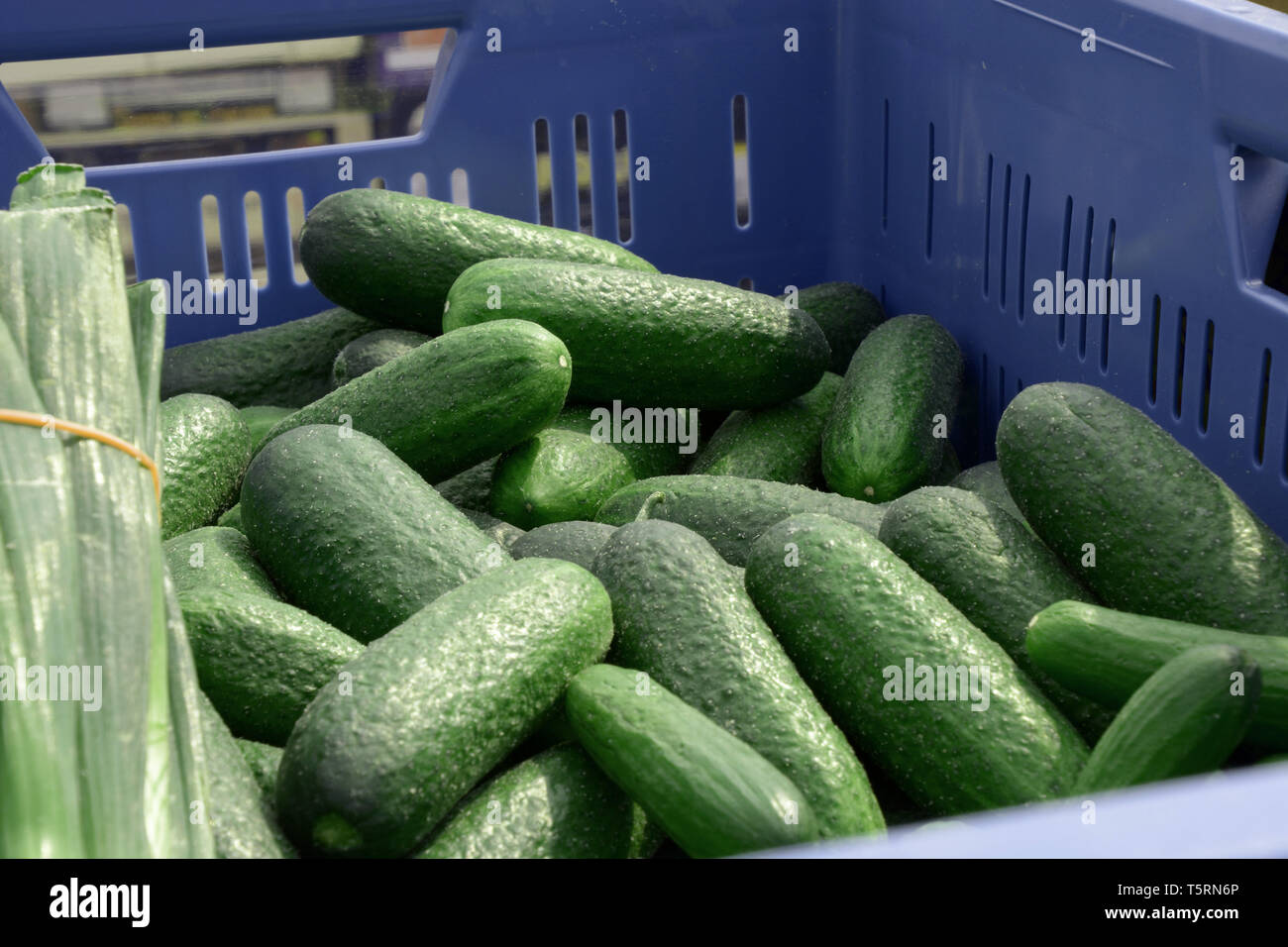 Ländlichen Markt mit frischen Gurken, die verkauft werden, scucumbers in verschiedenen Größen in einem blauen Korb in einem freien Markt in Deutschland, gesundes Essen backgrou Stockfoto