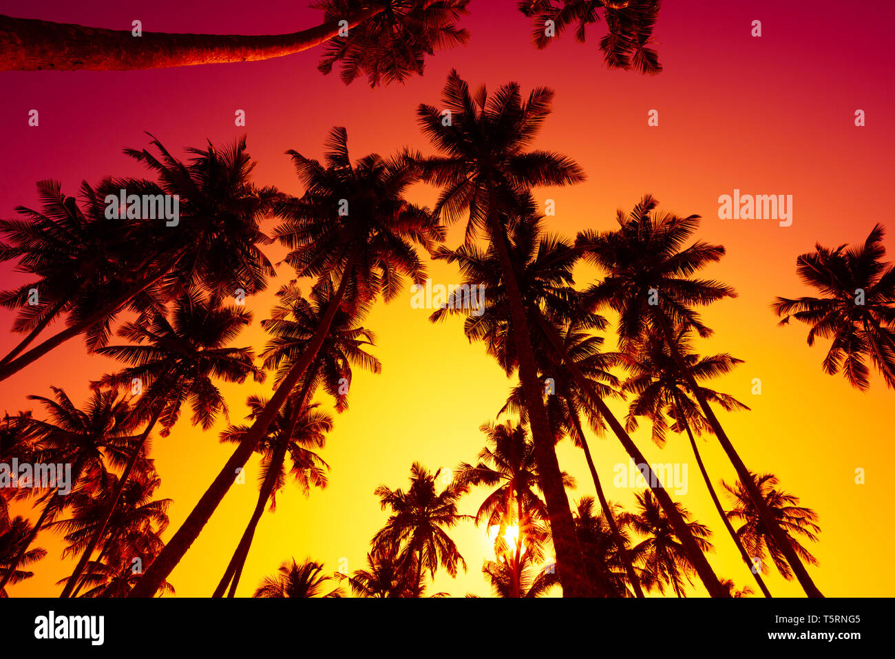 Tropical Beach Sonnenuntergang mit Palmen Silhouetten und strahlenden Sommer Sonne Stockfoto
