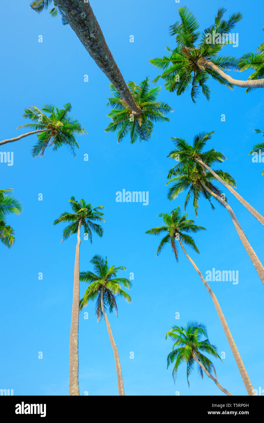 Palmen über blauen Himmel, perspektivische Ansicht vom Boden bis zum grünen Palmen mit Kokosnüssen Kronen Stockfoto