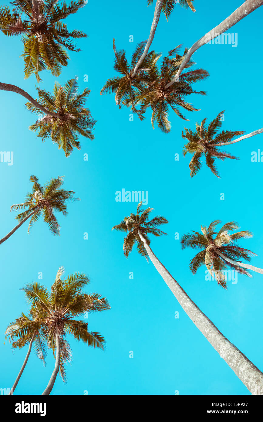 Vintage stilisierte tropischen Palmen Perspektive vom Boden bis in den Himmel Stockfoto
