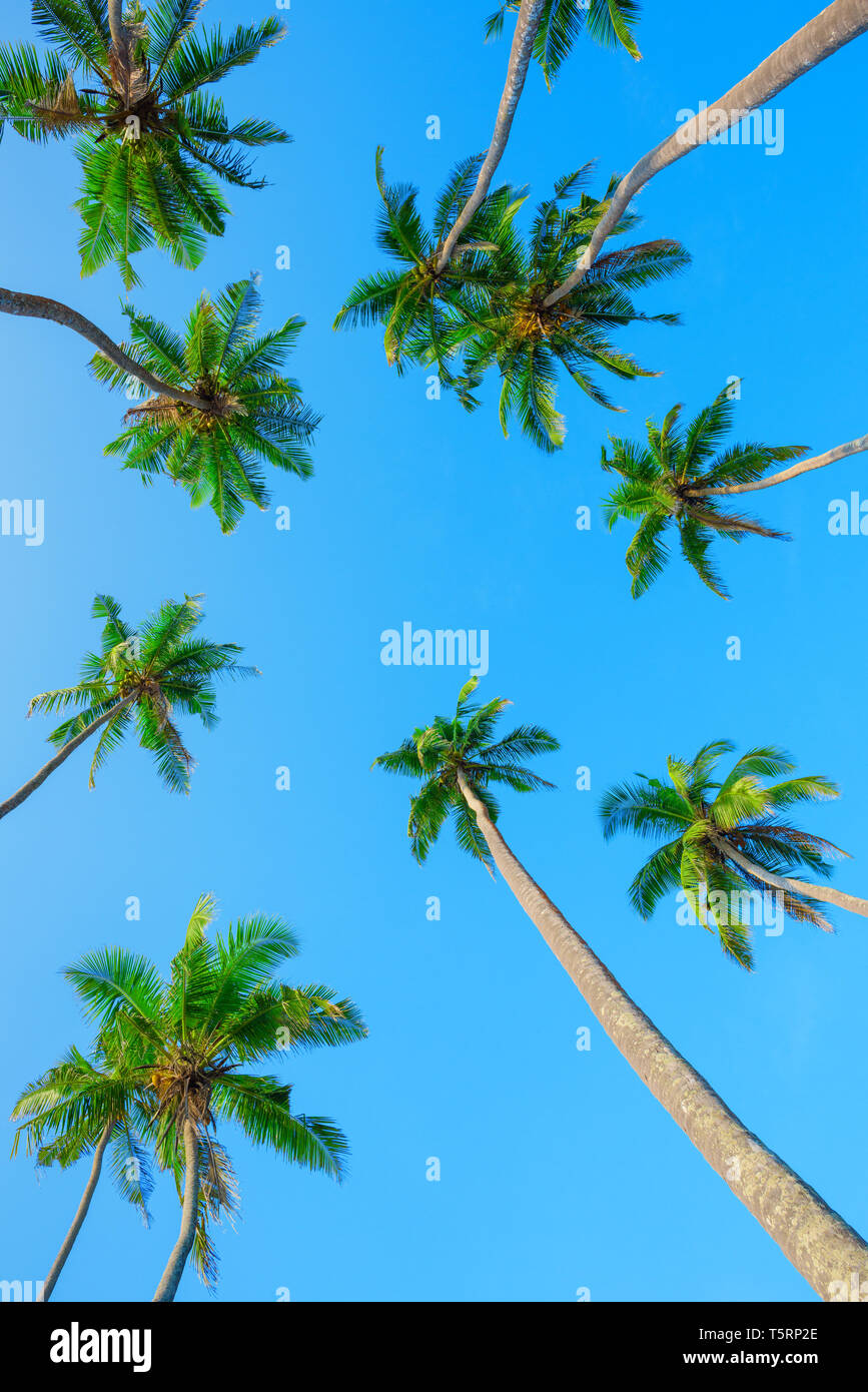 Tropische Palmen Kronen Perspektive vom Boden Stockfoto