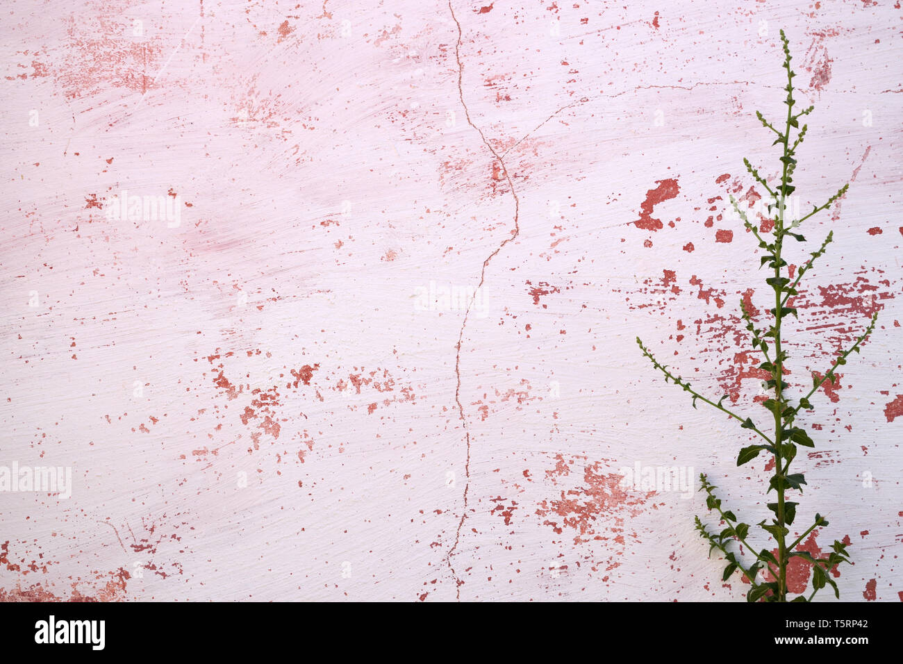 Dornige Pflanze liegend auf alten rosa Wand Stockfoto