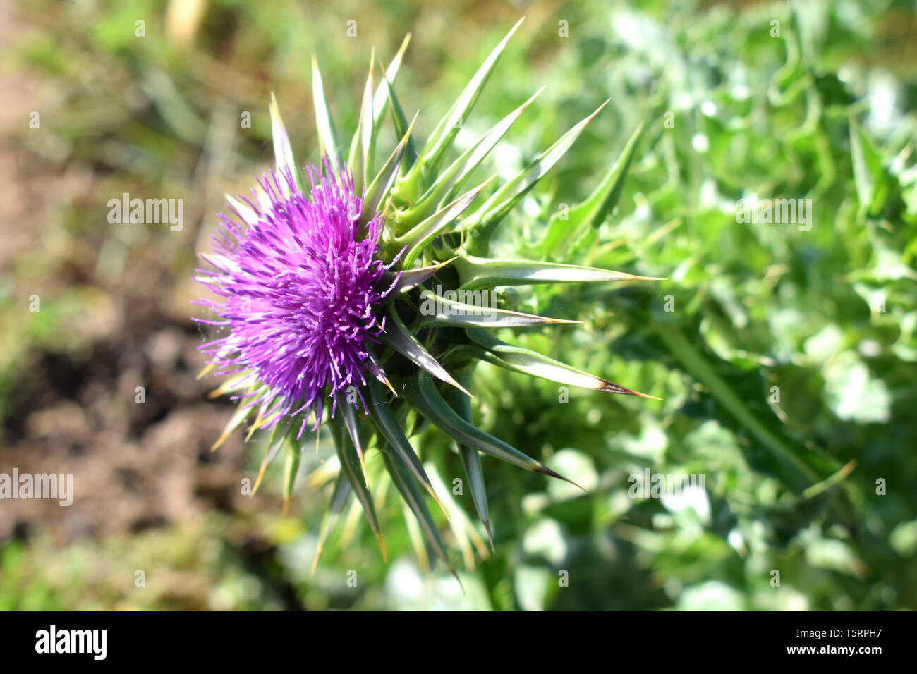 Silybum marianum oder cardus Marianus, Mariendistel, gesegnet milkthistle, Marian Thistle, Maria Thistle, Saint Mary's Thistle, mediterrane Mariendistel. Stockfoto