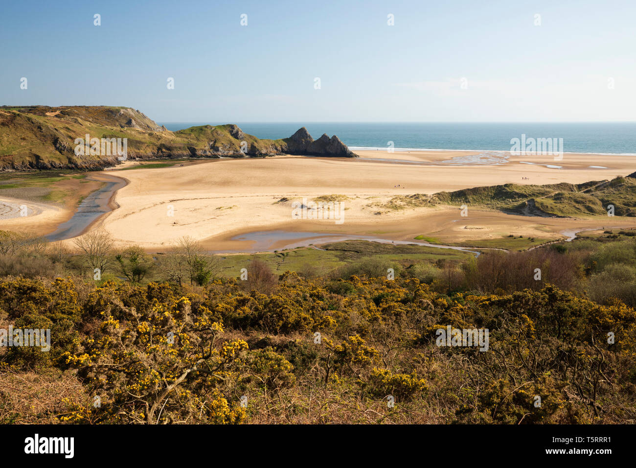 Three Cliffs Bay mit Feder Ginster Büsche, Halbinsel Gower, Swansea, West Glamorgan, Wales, Vereinigtes Königreich, Europa Stockfoto
