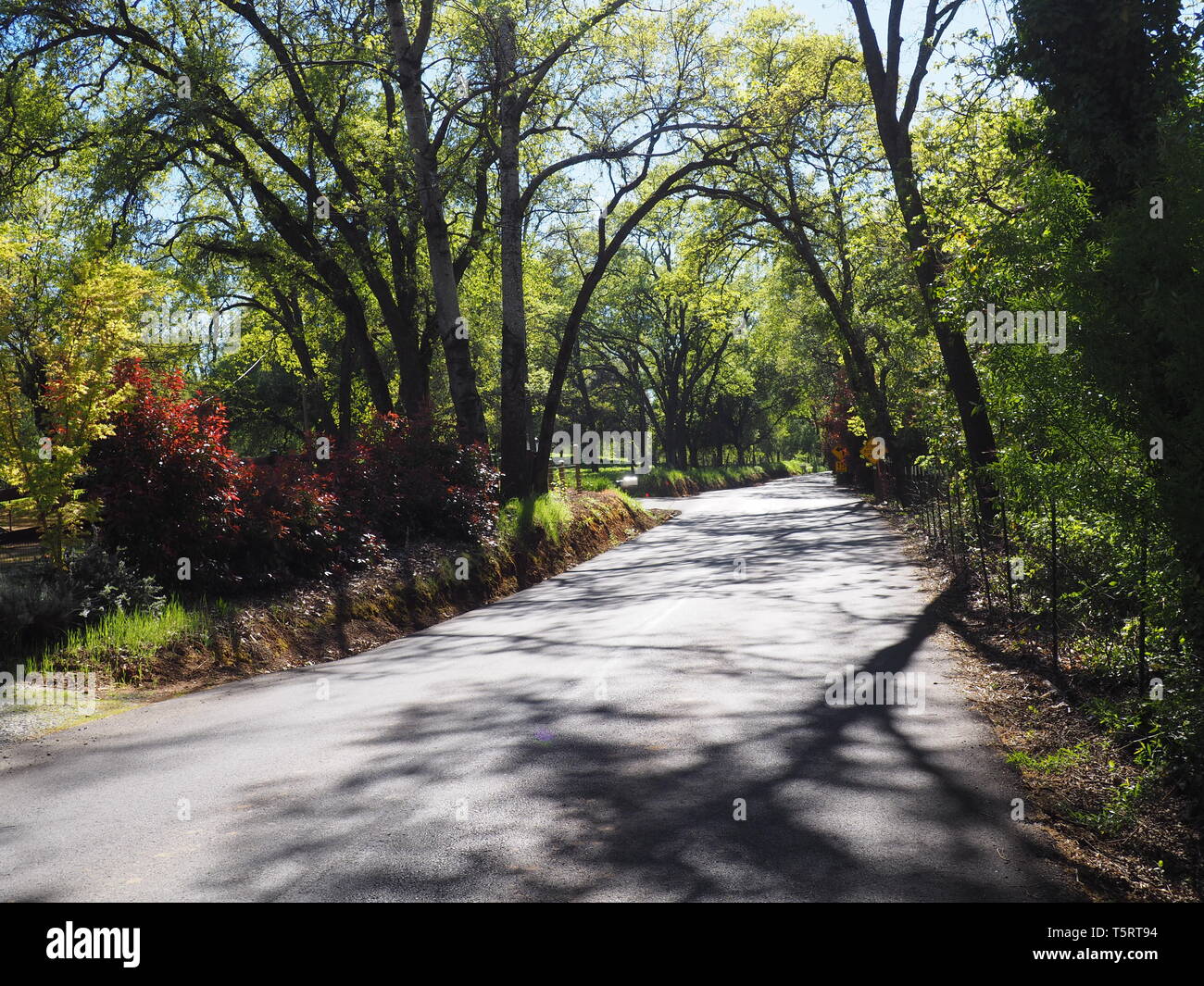 Country Road, Sonne und Schatten als Licht Filter durch neue Feder Blätter Stockfoto