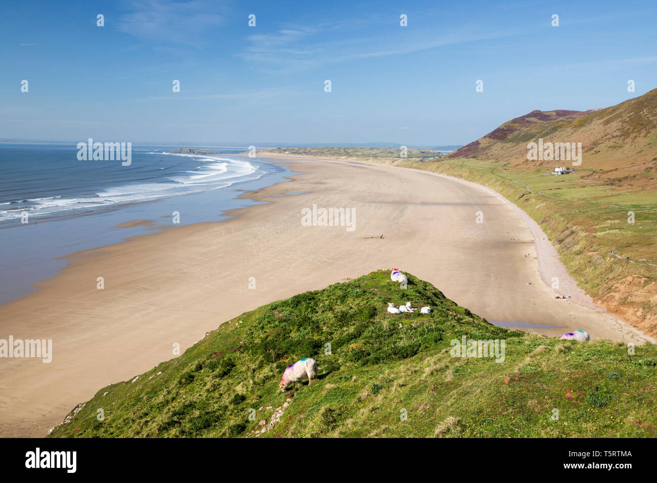Blick auf den Strand von Rhossili Bay mit lämmer Aalen in der Nachmittag Sonnenschein, Rhossili, Gower Halbinsel, Swansea, West Glamorgan, Wales, United Ki Stockfoto