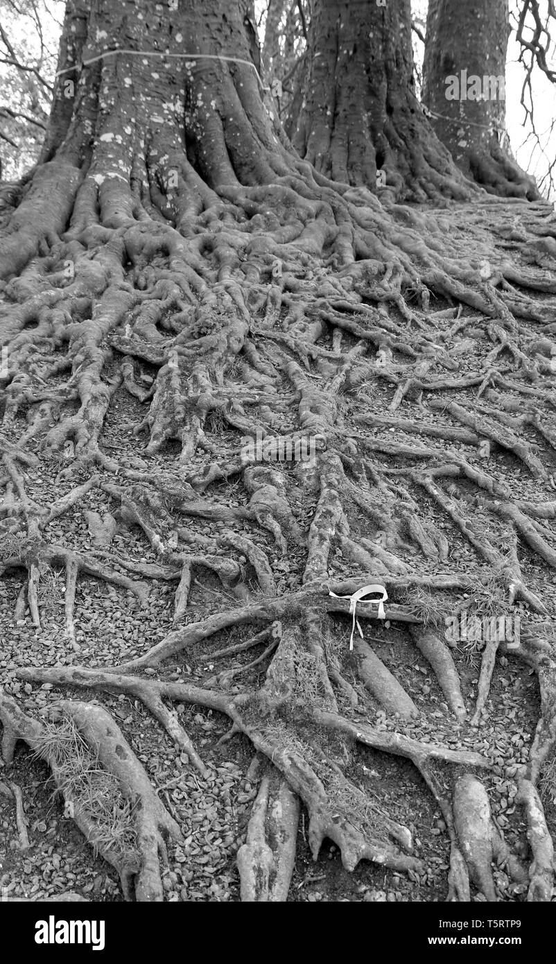 Buche Avebury Wiltshire Stockfoto