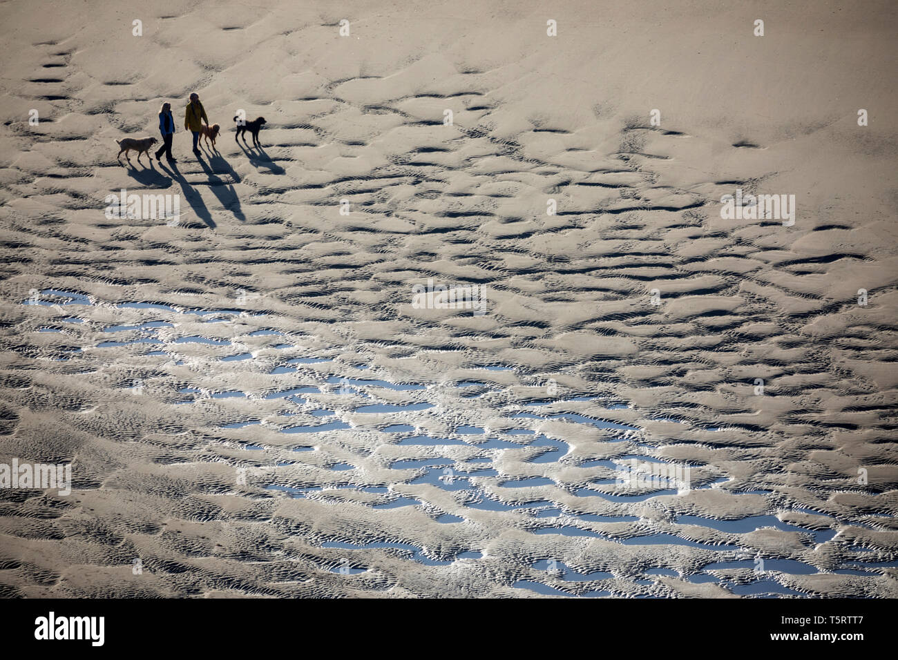 Hund Spaziergänger am Strand bei Ebbe, Rhossili Bay, Halbinsel Gower, Swansea, West Glamorgan, Wales, Vereinigtes Königreich, Europa Stockfoto