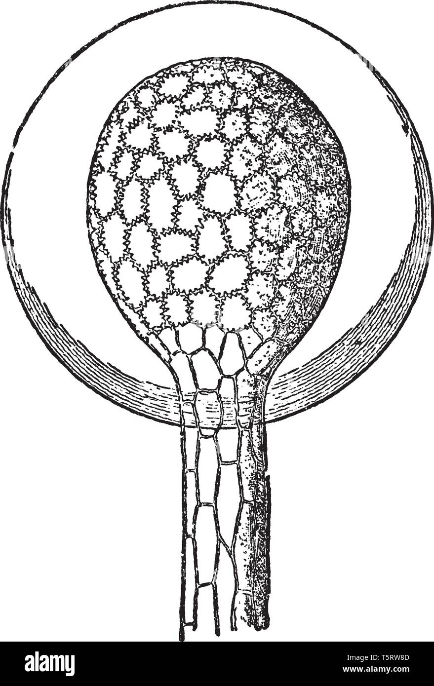 Ein Bild zeigt Sonnentau Pflanze Blatt. Es gehört zu Droseraceae locken und digest Insekten belästigt mit schleimige Drüsen, die Blattoberfläche. Ich Stock Vektor