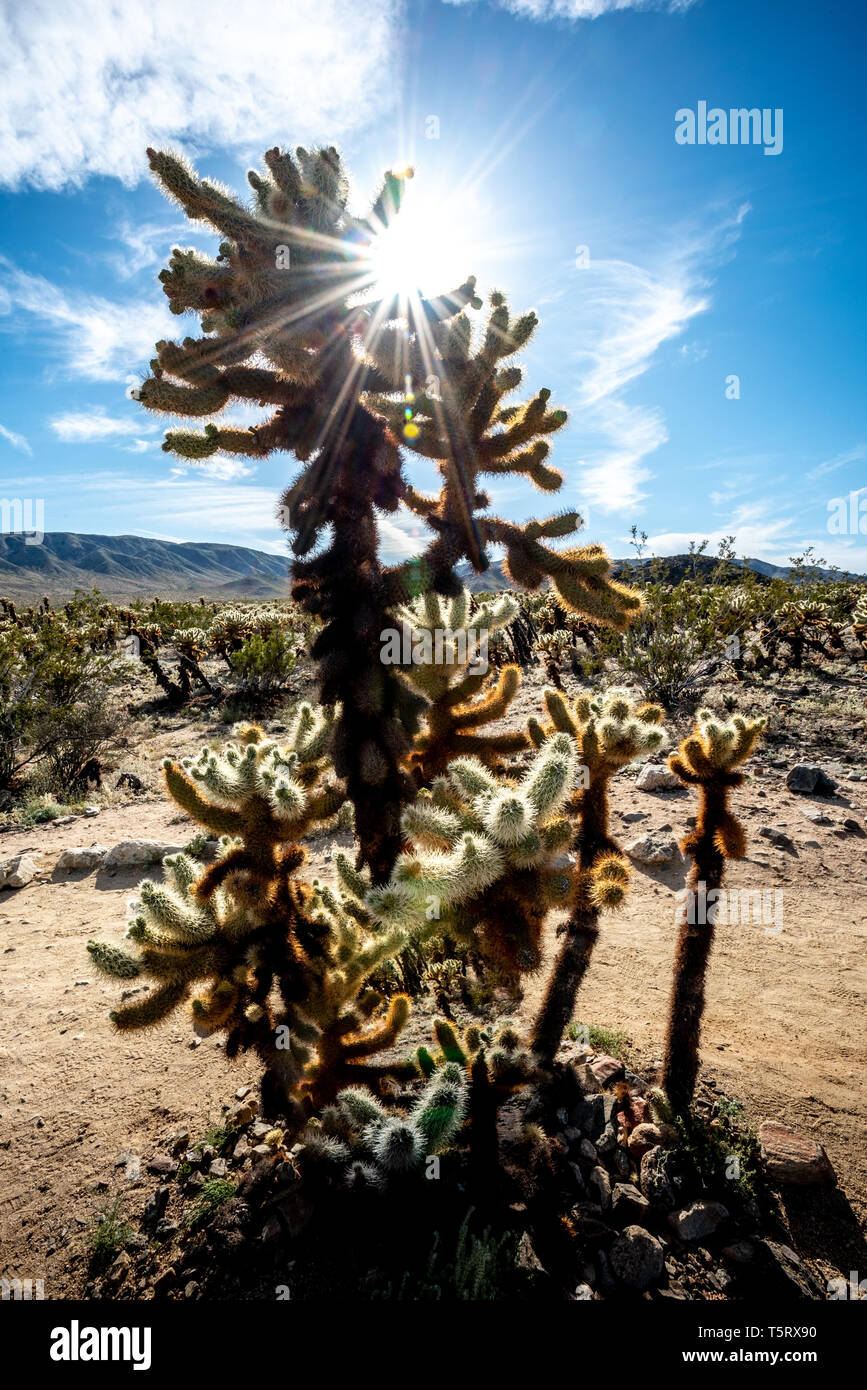 Hohe cholla Cactus mit Starburst oder sun Flair in Joshua Tree National Park, Kalifornien, w/blauer Himmel, weiße Wolken, und Landschaft hinter (veritical). Stockfoto