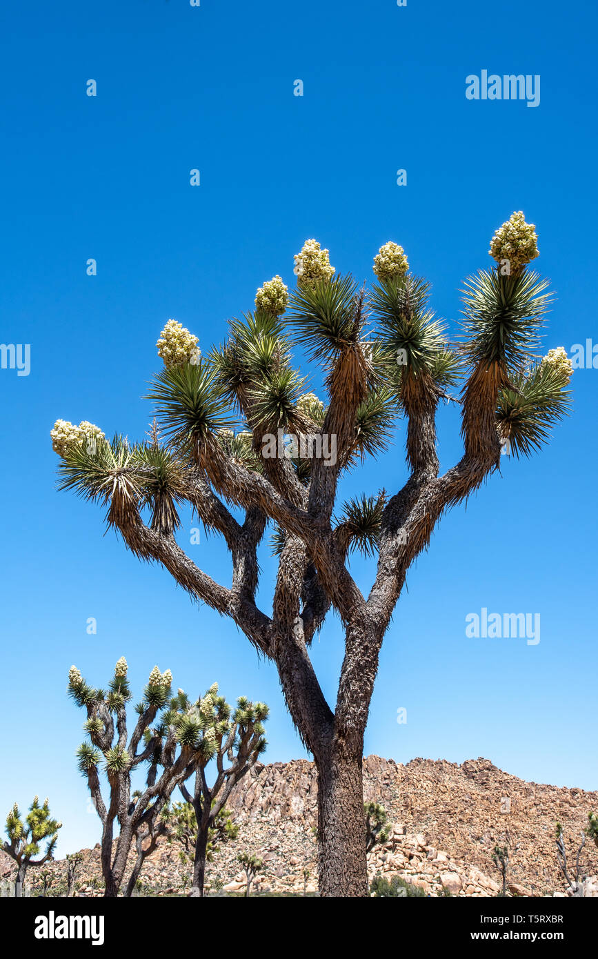 Die Blütezeit der Joshua Tree gegen den blauen Himmel, im Hochformat. Joshua Bäume blühen im Frühling Wüste (vertikal). Stockfoto