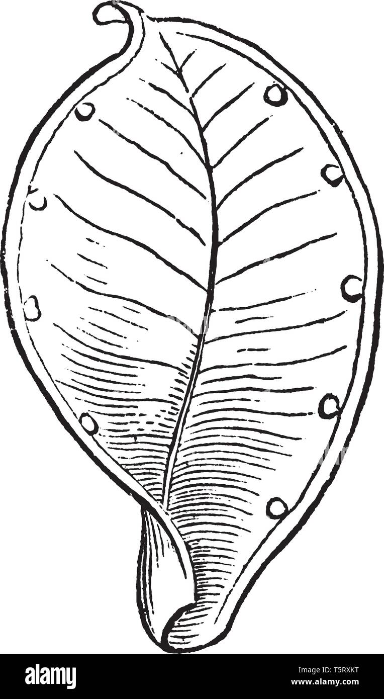 Ein Bild von Pod und einfache Stempel der Caltha oder Marsh-Marigold, das geöffnet hat und seinen Samen, vintage Strichzeichnung oder Gravur Abbildung Schuppen. Stock Vektor