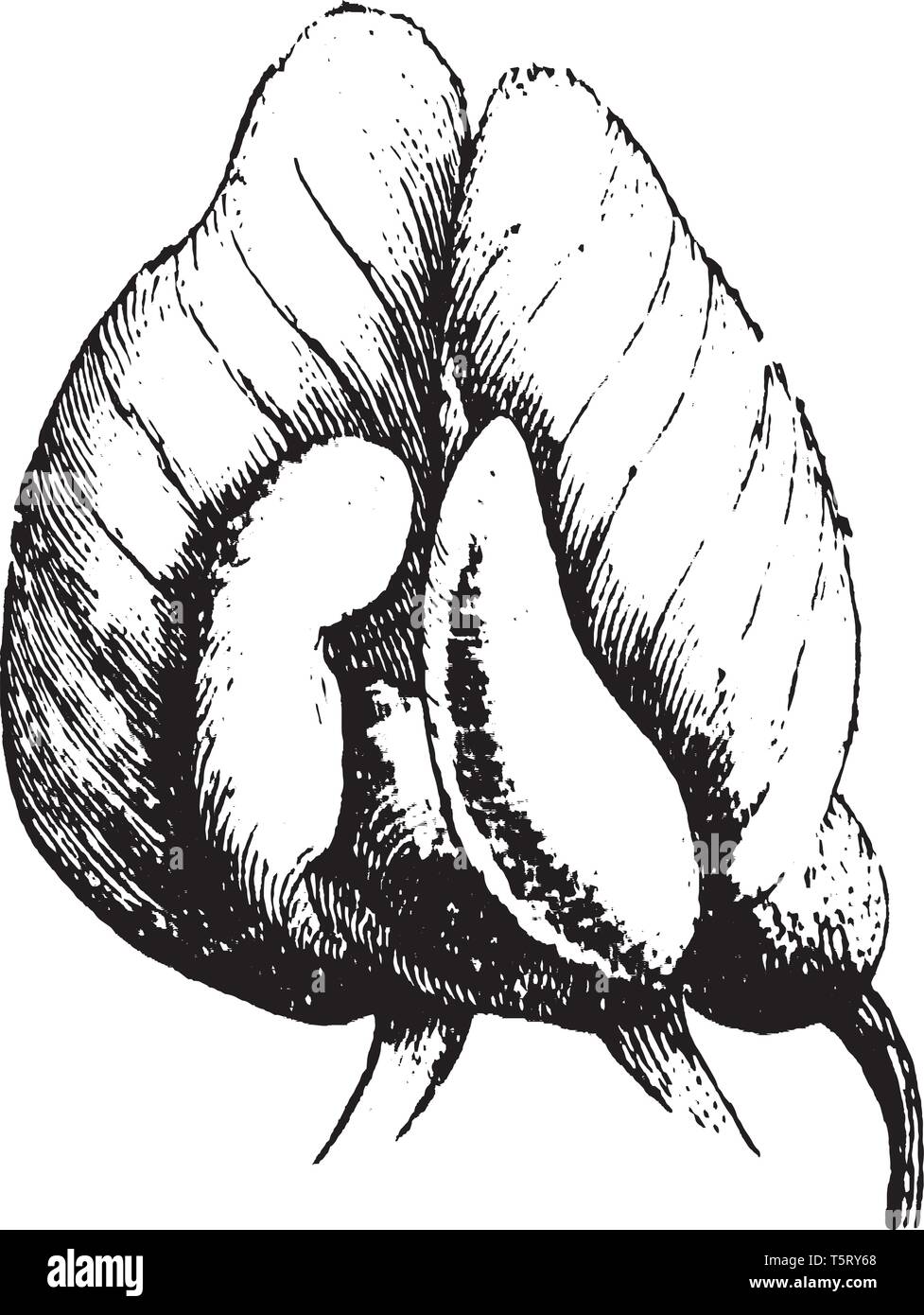 Eine Rosette ist ein runder, stilisierte Blume Design, ausgiebig in skulpturale Objekte aus der Antike, die in Mesopotamien und zu schmücken die Stock Vektor