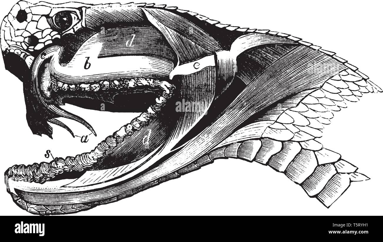 Querschnitt eines Viper Kopf in die giftdrüsen und Dirigent für das Gift vorhanden sind, vintage Strichzeichnung oder Gravur Abbildung. Stock Vektor