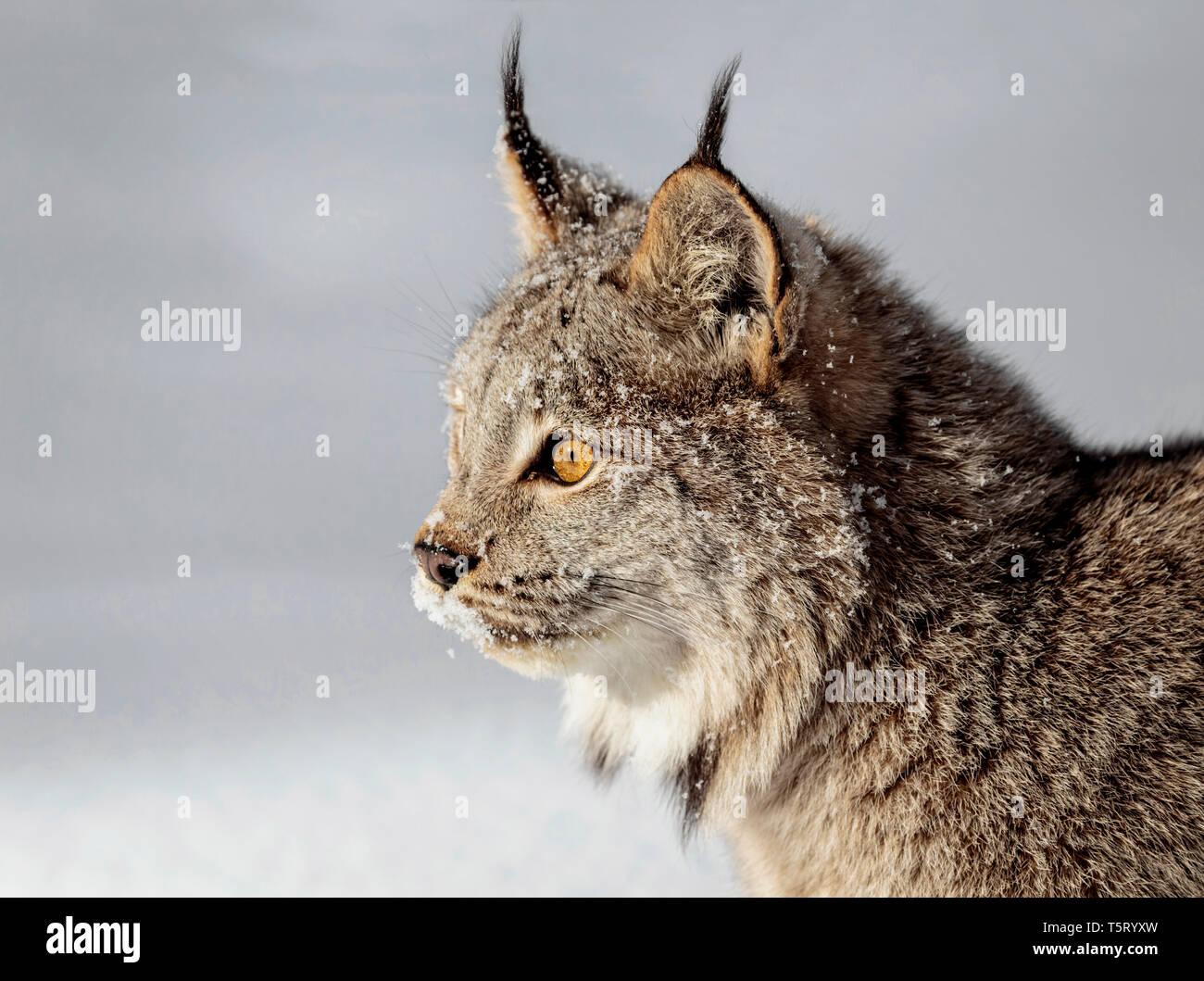 Die Kanada Lynx ist eine wilde Katze der Familie reicht über Kanada und in Alaska und einige Teile der nördlichen USA. Stockfoto