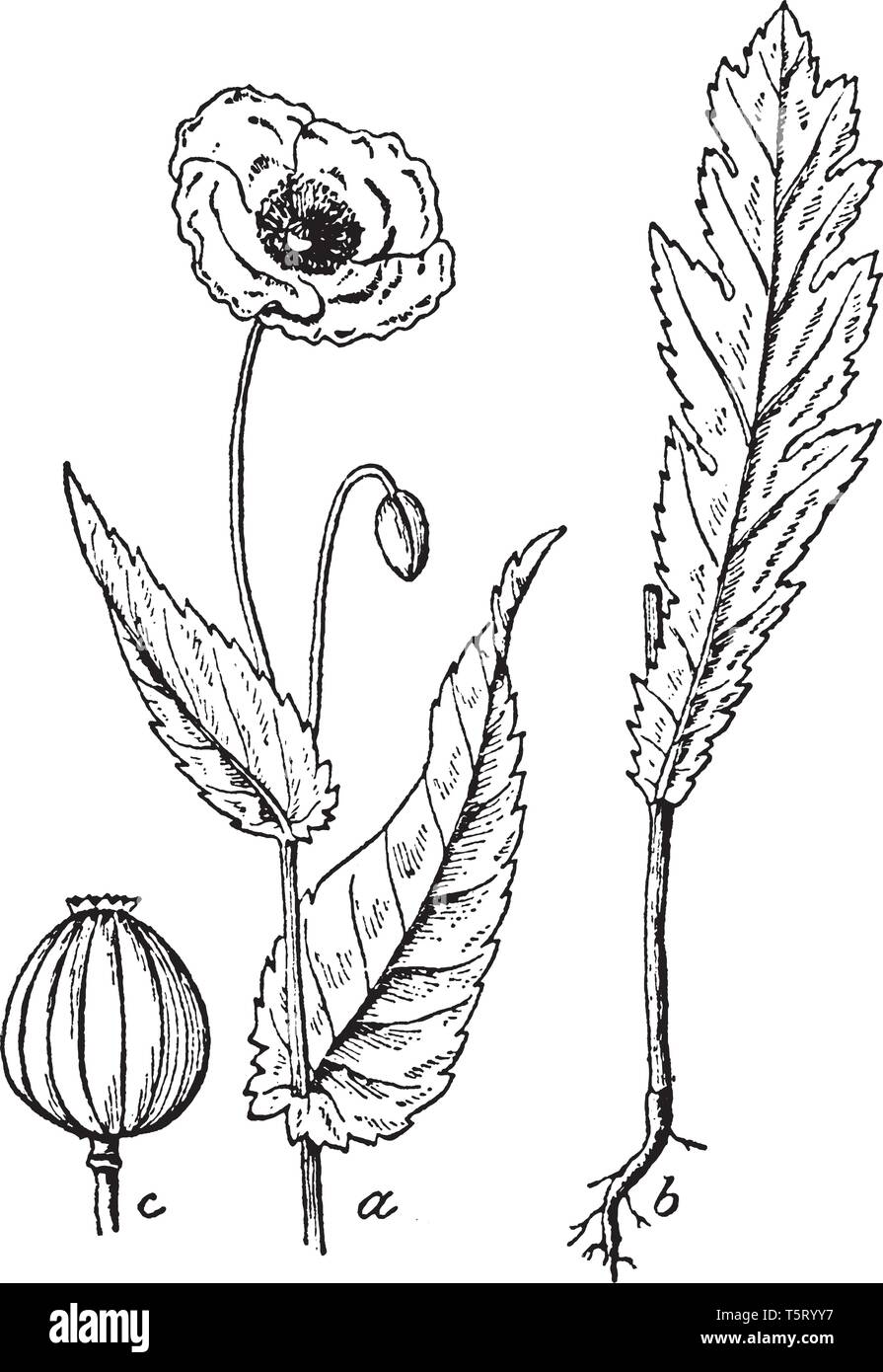 Es ist Teile der Pflanze Mohn. Eine Blume, Bud, Früchte und Blätter, es zeigt in Bild, vintage Strichzeichnung oder Gravur Abbildung. Stock Vektor