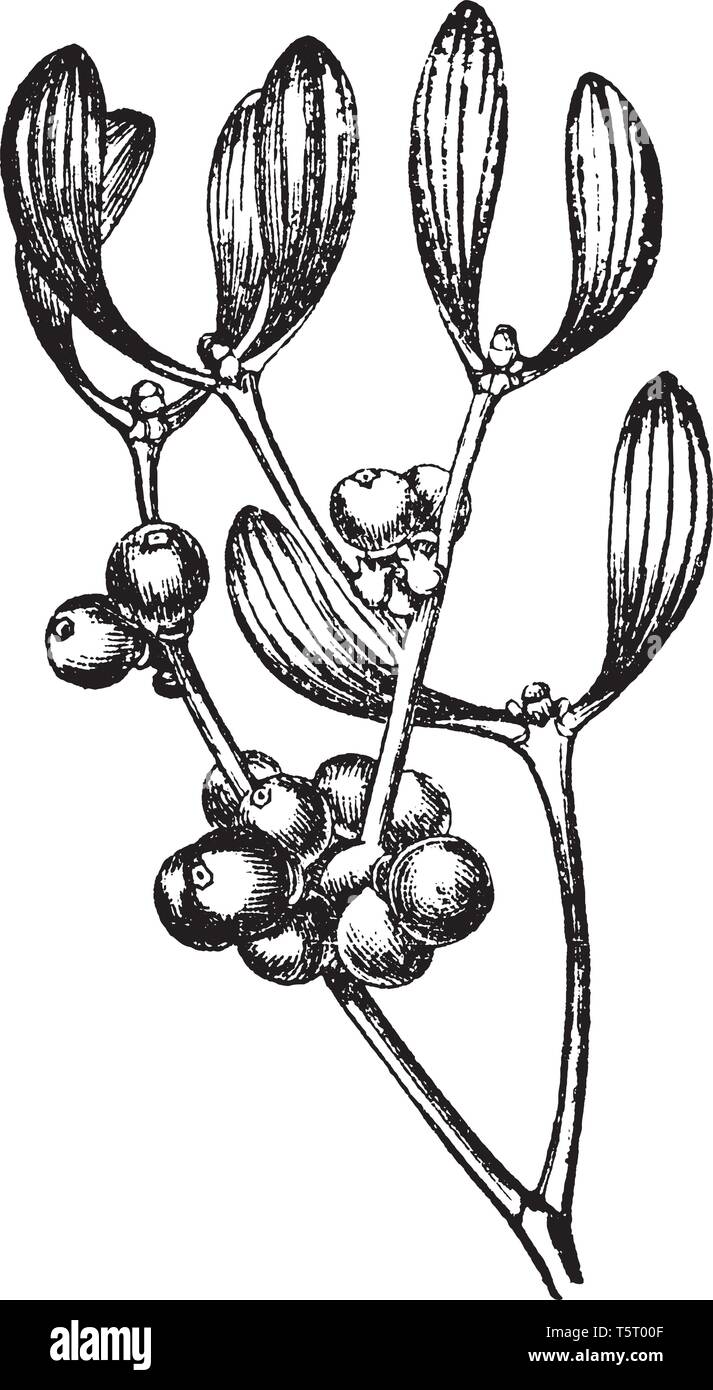 Mistel, Familie Loranthaceae wächst auf einer Vielzahl von host Bäume. Diese Pflanzen Chlorophyll enthalten und können einige Ihrer eigenen Essen, Vintage machen Stock Vektor