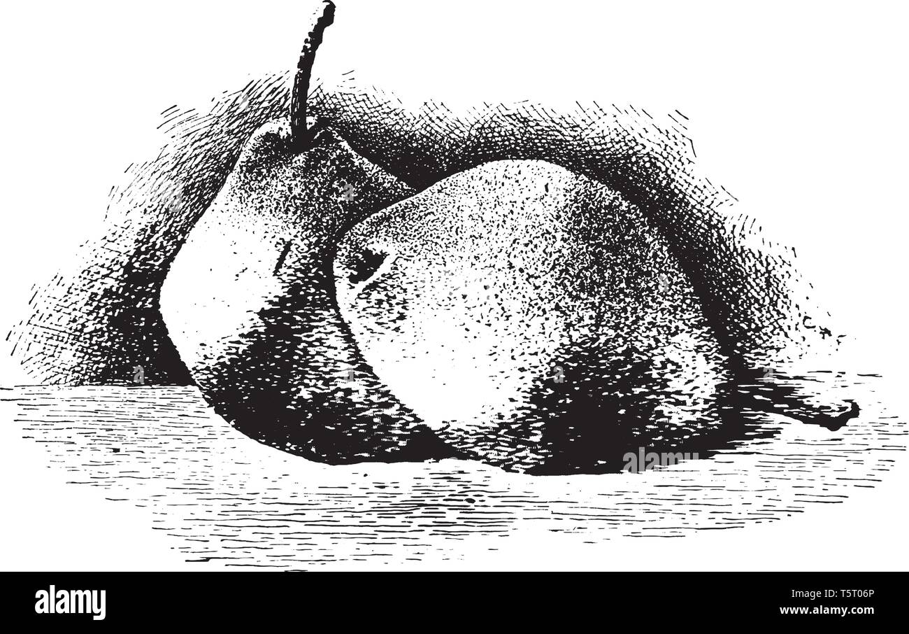 Dieses Bild zeigt zwei Paare des Keiffer Typ, vintage Strichzeichnung oder Gravur Abbildung. Stock Vektor