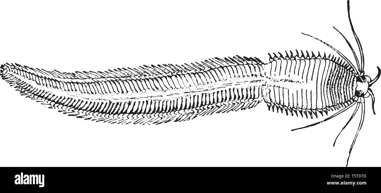 Marine Würmer sind in verschiedenen Stämmen einschließlich der Platyhelminthes, vintage Strichzeichnung oder Gravur Abbildung gefunden. Stock Vektor