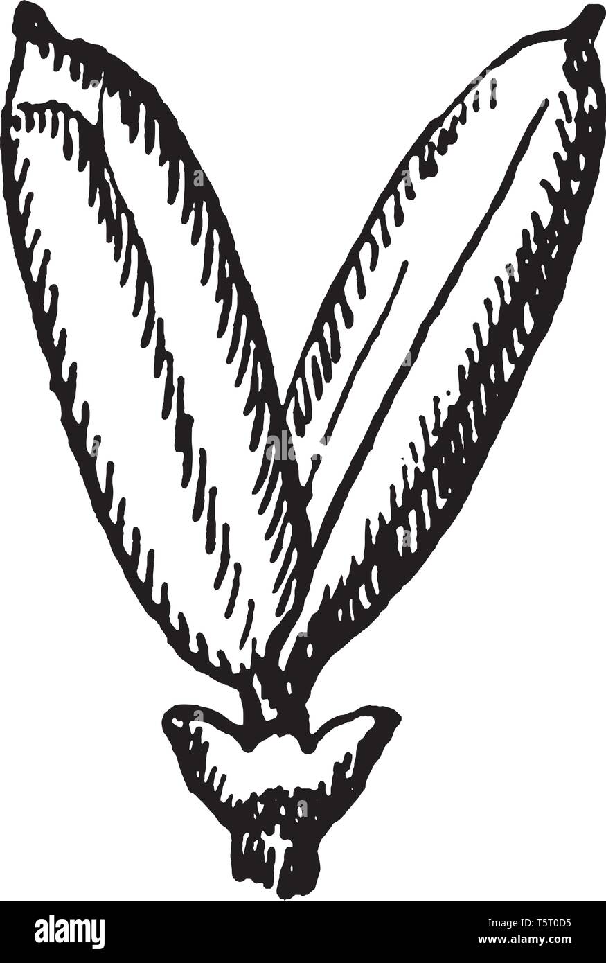 Zwei zylindrische mit Ursprung aus derselben Branche. Dieses sektors Oberfläche ist dünn behaart. Das Ende dieser Zweig ist wie Blume geformt, Vintage Linie d Stock Vektor