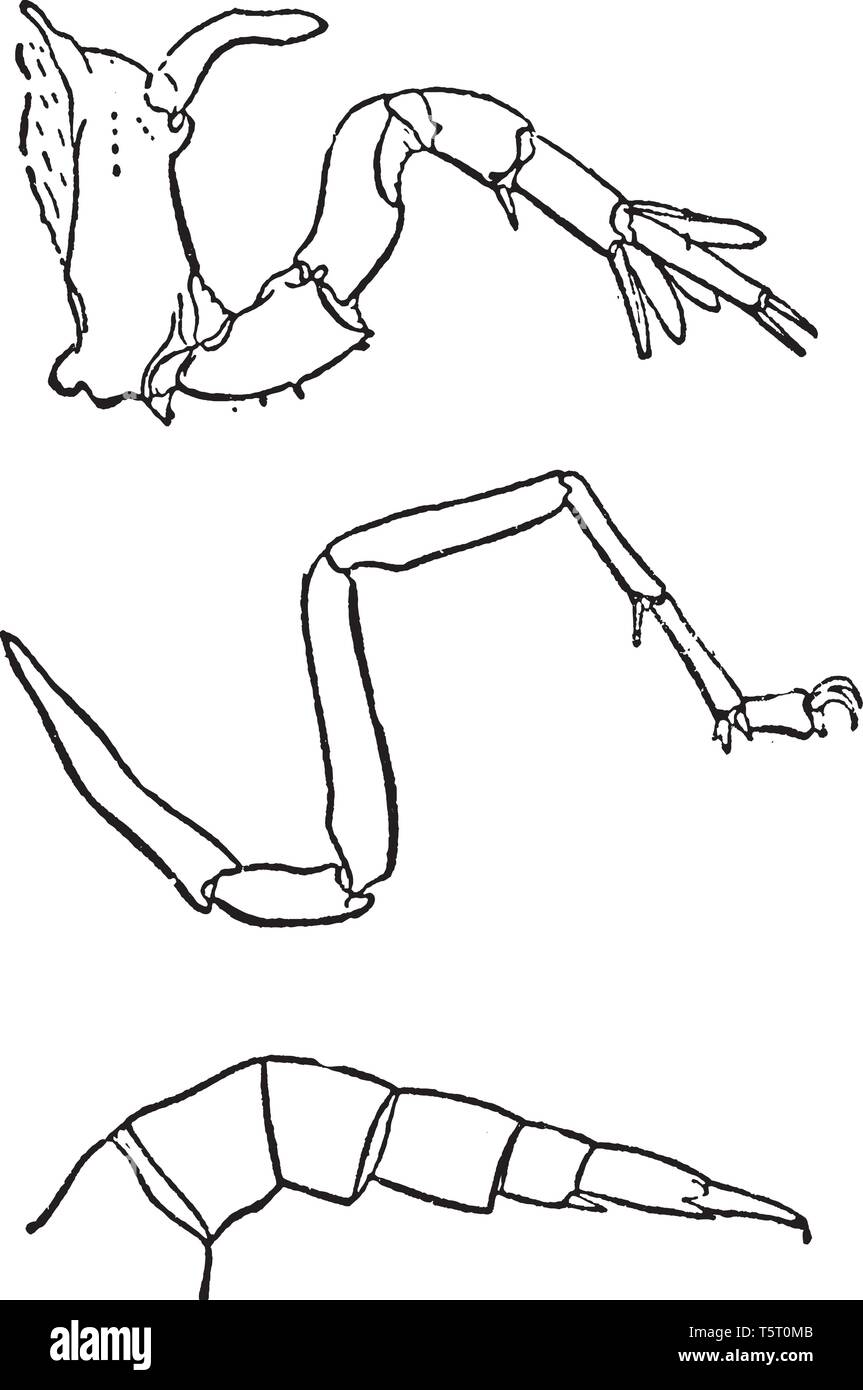 Prosomatic Extremität zeigen ihre Abkommen in die Anzahl der Segmente, vintage Strichzeichnung oder Gravur Abbildung. Stock Vektor