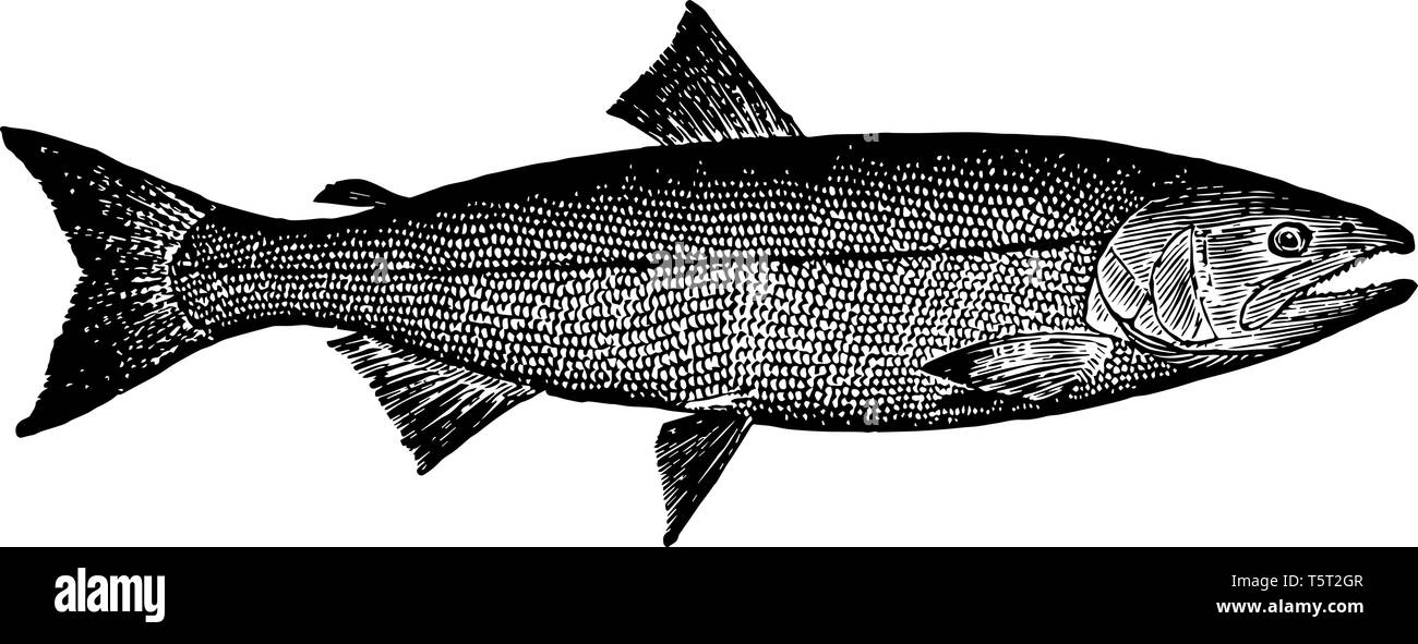Kalifornien, der Zustand der Lachs enthält mehrere Arten von Ray gerippte Fische Salmoniden Familie vintage Strichzeichnung. Stock Vektor
